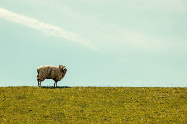 7 Wonderful Qualities of Merino Wool - The Kosha Journal